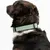THE DOG IDEA BioThane® Halsband Sage THE DOG IDEA BioThane® Halsband Sage