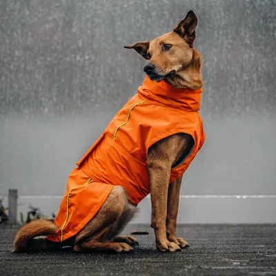 THE DOG IDEA Hunderegenmantel Duke Orange THE DOG IDEA Hunderegenmantel Duke Orange