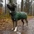 THE DOG IDEA Hunderegenmantel Duke Dunkelgrün THE DOG IDEA Hunderegenmantel Duke Dunkelgrün