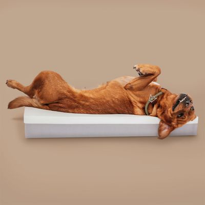 Rudelkönig Orthopädisches Hundebett Koye mit Memory Foam
