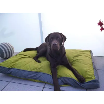 SunnyDogs Outdoor-Hundekissen 120 x 80 cm SunnyDogs Outdoor-Hundekissen 120 x 80 cm