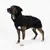 THE DOG IDEA Hundewintermantel Easton Schwarz THE DOG IDEA Hundewintermantel Easton Schwarz