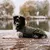 THE DOG IDEA Hundewintermantel Easton Khaki THE DOG IDEA Hundewintermantel Easton Khaki
