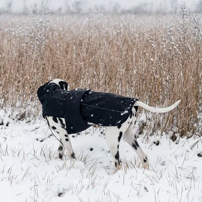 THE DOG IDEA Hundewintermantel Easton Schwarz