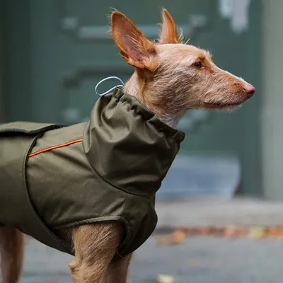 THE DOG IDEA Hundewintermantel Easton Khaki THE DOG IDEA Hundewintermantel Easton Khaki