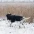THE DOG IDEA Hundewintermantel Easton Schwarz