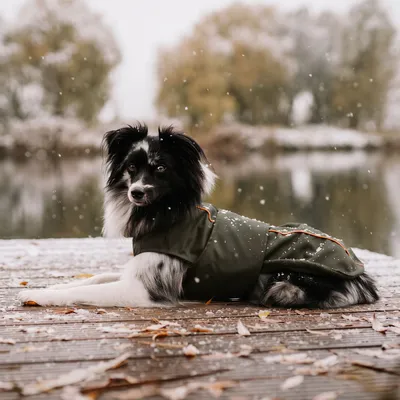 THE DOG IDEA Hundewintermantel Easton Khaki THE DOG IDEA Hundewintermantel Easton Khaki