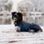 THE DOG IDEA Hundewintermantel Easton Navy THE DOG IDEA Hundewintermantel Easton Navy