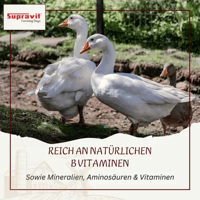 Supravit Bierhefe für Geflügel - Ergänzungsfuttermittel