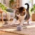 Canadian Cat Company Katzenspielzeug Flex-Schlange aus Plüsch für die Wand Canadian Cat Company Katzenspielzeug Flex-Schlange aus Plüsch für die Wand