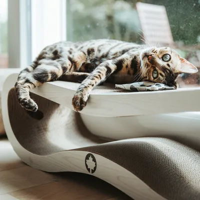 Canadian Cat Company Kratzbrett ORBIT Kratzpappe