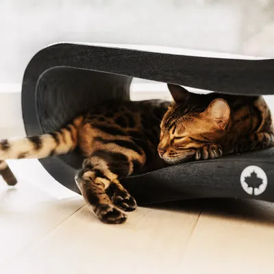 Canadian Cat Company Kratzbrett ORBIT Kratzpappe Canadian Cat Company Kratzbrett ORBIT Kratzpappe