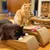 Canadian Cat Company Kratzbrett Set ECLIPSE + PULSAR