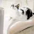 Canadian Cat Company Kratzbrett ORBIT Kratzpappe