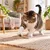 Canadian Cat Company Katzenspielzeug aus Matatabi mit Baststreifen Canadian Cat Company Katzenspielzeug aus Matatabi mit Baststreifen