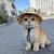 Fukumaru Sonnenvisier für Hunde und Katzen, mit Ohrlöchern
