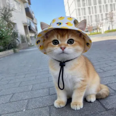Fukumaru Sonnenvisier für Hunde und Katzen, mit Ohrlöchern