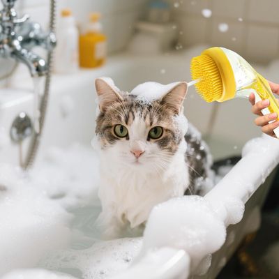 Yiankon Brosse bain chien avec distributeur de savon