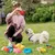 Fukumaru Lot de 16 peluches chien bruissantes à mordre Fukumaru Lot de 16 peluches chien bruissantes à mordre