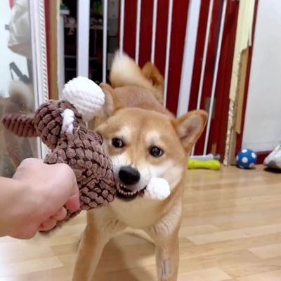 Fukumaru Peluche chien forme âne avec bruiteur BB sonore