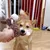 Fukumaru Peluche chien forme âne avec bruiteur BB sonore Fukumaru Peluche chien forme âne avec bruiteur BB sonore