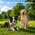 Yiankon Hundespielzeug 2er Set Regenbogen-Seilspielzeuge