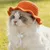 Fukumaru Strohhut für Katzen und Hunde, breite Krempe