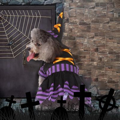 Fukumaru Halloween-Kostüm für Hunde mit verstellbarem Hut