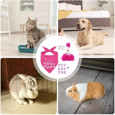 Fukumaru Geburtstags-Bandana für Hunde mit Hut und Zahlen Fukumaru Geburtstags-Bandana für Hunde mit Hut und Zahlen