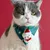 Fukumaru Weihnachts-Bandana für Katzen und Hunde, Schneemann Fukumaru Weihnachts-Bandana für Katzen und Hunde, Schneemann