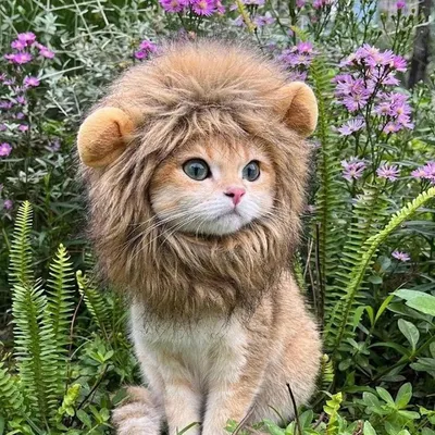 Fukumaru Crinière de lion pour chat, costume chaud et réglable