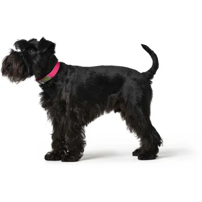 HUNTER Convenience Collier pour Chien en Plastique 45 S-M HUNTER Convenience Collier pour Chien en Plastique 45 S-M