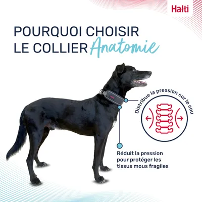Halti Collier pour Chien Halti Anatomie