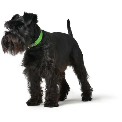 HUNTER Convenience Collier pour Chien en Plastique