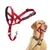 Halti Licol Halti pour Chiens Halti Licol Halti pour Chiens