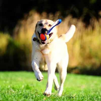 Chuckit! CHUCKIT Ultra Tug — Jouet pour Chien Taille M