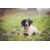 Chuckit! CHUCKIT Breathe Right Fetch Ball — Balle pour chien taille L Chuckit! CHUCKIT Breathe Right Fetch Ball — Balle pour chien taille L