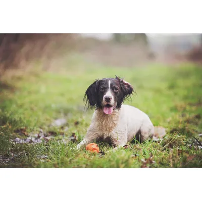 Chuckit! CHUCKIT Breathe Right Fetch Ball — Balle pour chien taille L Chuckit! CHUCKIT Breathe Right Fetch Ball — Balle pour chien taille L