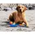 CHUCKIT! — Lanceur de Balle pour Chien avec Balle Caoutchouc CHUCKIT! — Lanceur de Balle pour Chien avec Balle Caoutchouc