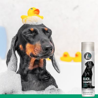 7Pets Black Shampoo – Hundeshampoo für dunkles und schwarzes Fell