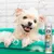 7Pets Sensitive Shampoo – mildes Hundeshampoo für Welpen