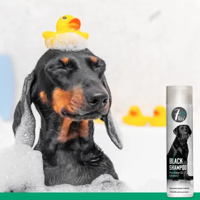 7Pets Black Shampoo – Hundeshampoo für dunkles und schwarzes Fell