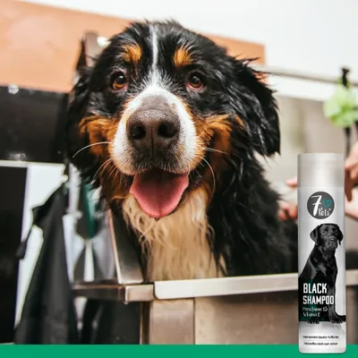 7Pets Black Shampoo – Hundeshampoo für dunkles und schwarzes Fell