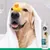 7Pets White Shampoo – Hundeshampoo für helles und weißes Fell