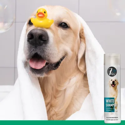 7Pets White Shampoo – Hundeshampoo für helles und weißes Fell