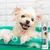 7Pets White Shampoo – Hundeshampoo für helles und weißes Fell
