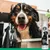 7Pets Black Shampoo – Hundeshampoo für dunkles und schwarzes Fell 7Pets Black Shampoo – Hundeshampoo für dunkles und schwarzes Fell