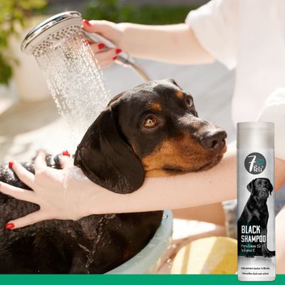 7Pets Black Shampoo – Hundeshampoo für dunkles und schwarzes Fell