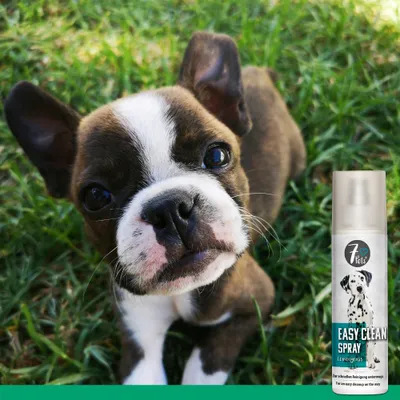 7Pets Easy Clean Spray – Reinigungsspray für Pfoten und Fell unterwegs