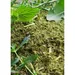 Eohippos Herbal Heaven Mash